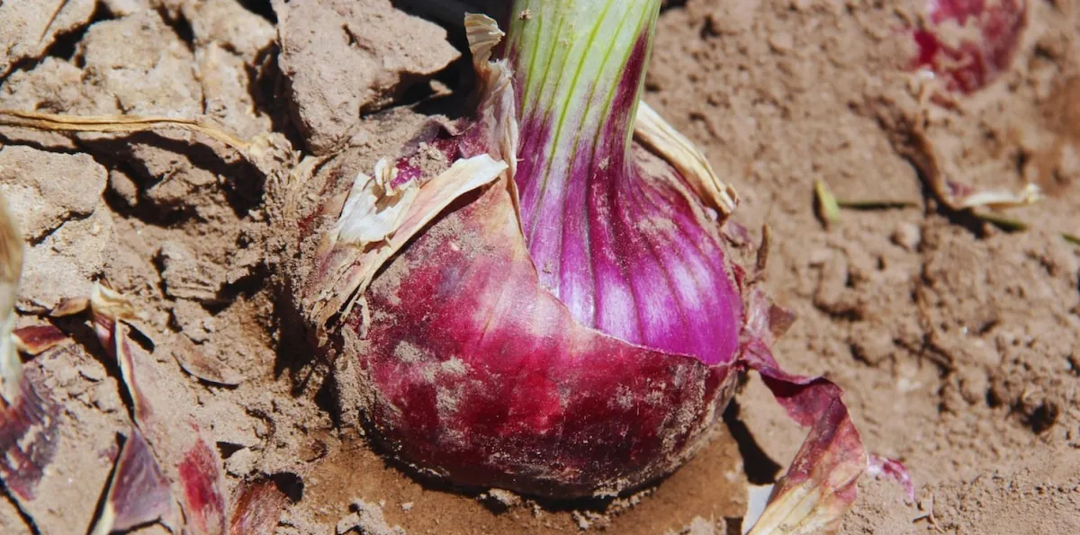 De rojo intenso: crearon una nueva variedad de cebolla con propiedades organolépticas