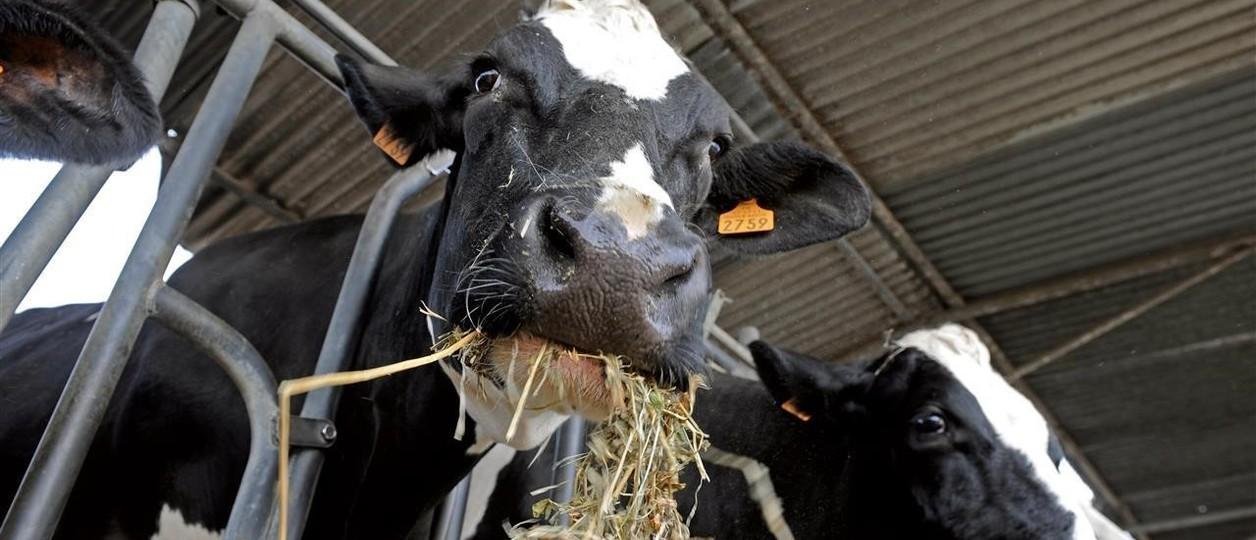 “Una carga insoportable”: dos entidades aseguran que la presión impositiva puede representar el 42% de las ventas de los tambos