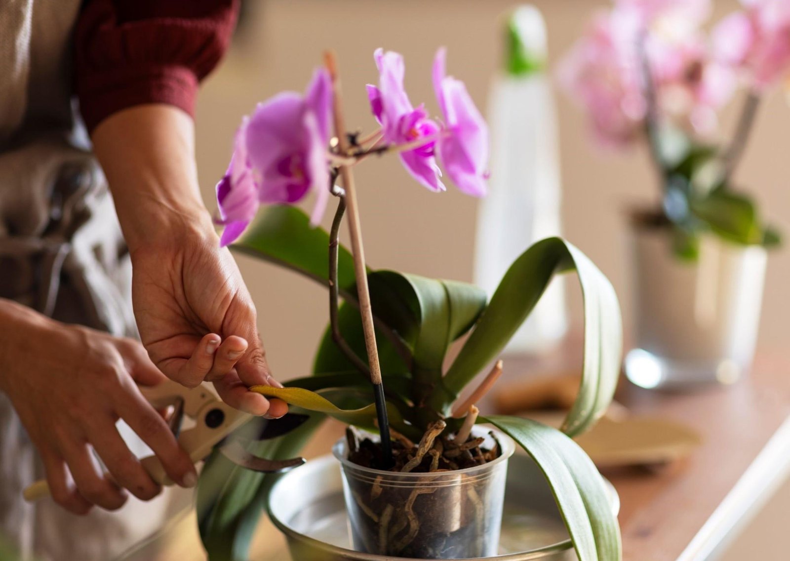 Pocos lo saben: por qué la maceta de la orquídea debe ser transparente