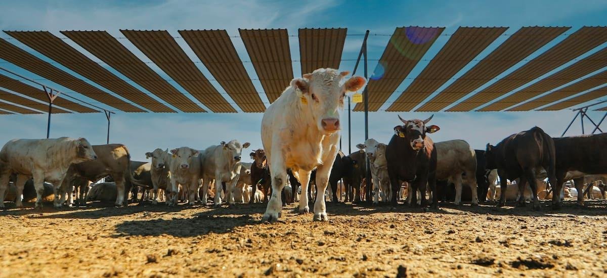 La pirámide nutricional de Trump ‘engorda’ el negocio de SuKarne, de Jesús Vizcarra