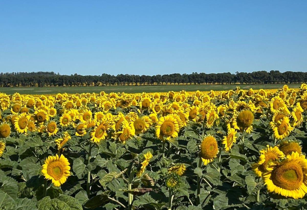 Cada grano con su contexto, en un mercado con mejores perspectivas