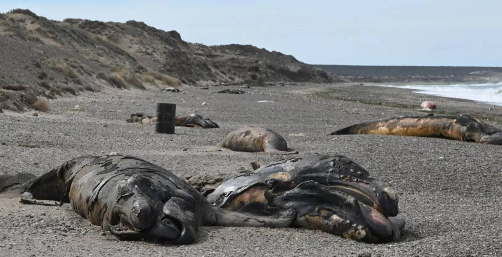 Alerta por la muerte récord de ballenas en Puerto Madryn: toda la verdad sobre los hallazgos y cuál es la bacteria que está generando peligro