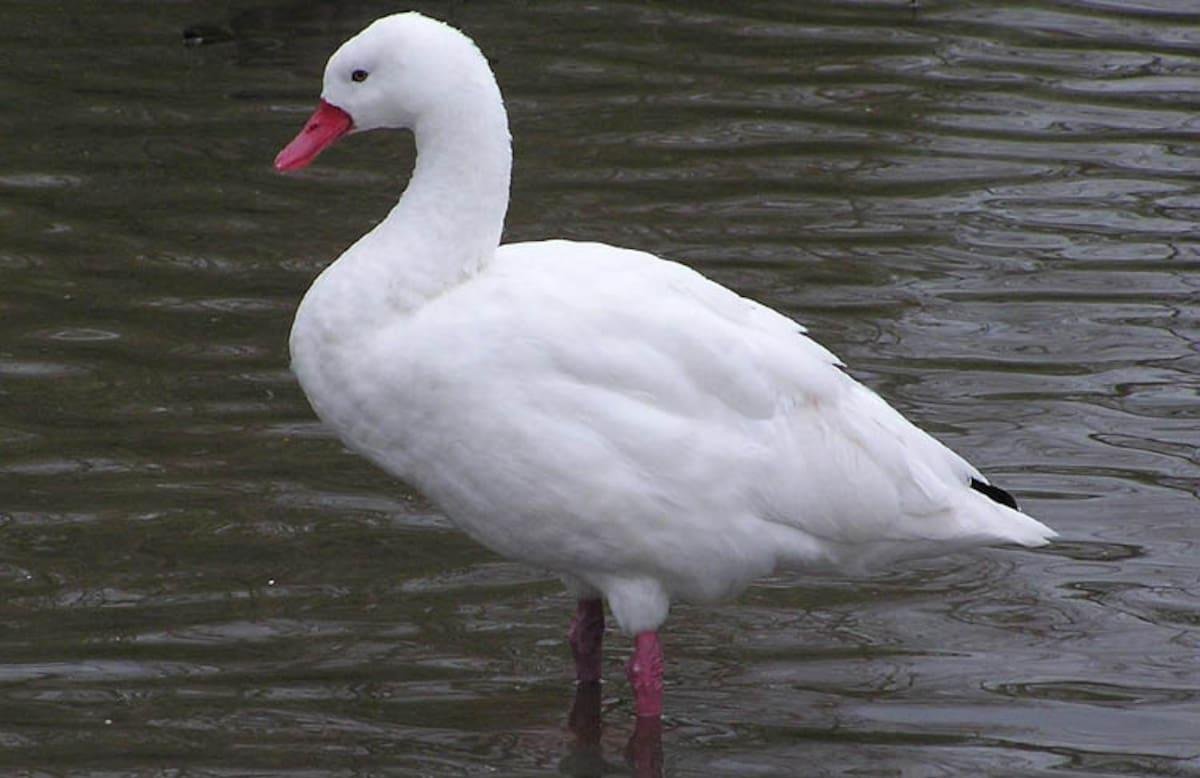 Gripe aviaria: alertan sobre los síntomas que indican un contagio en personas y piden concurrir al médico