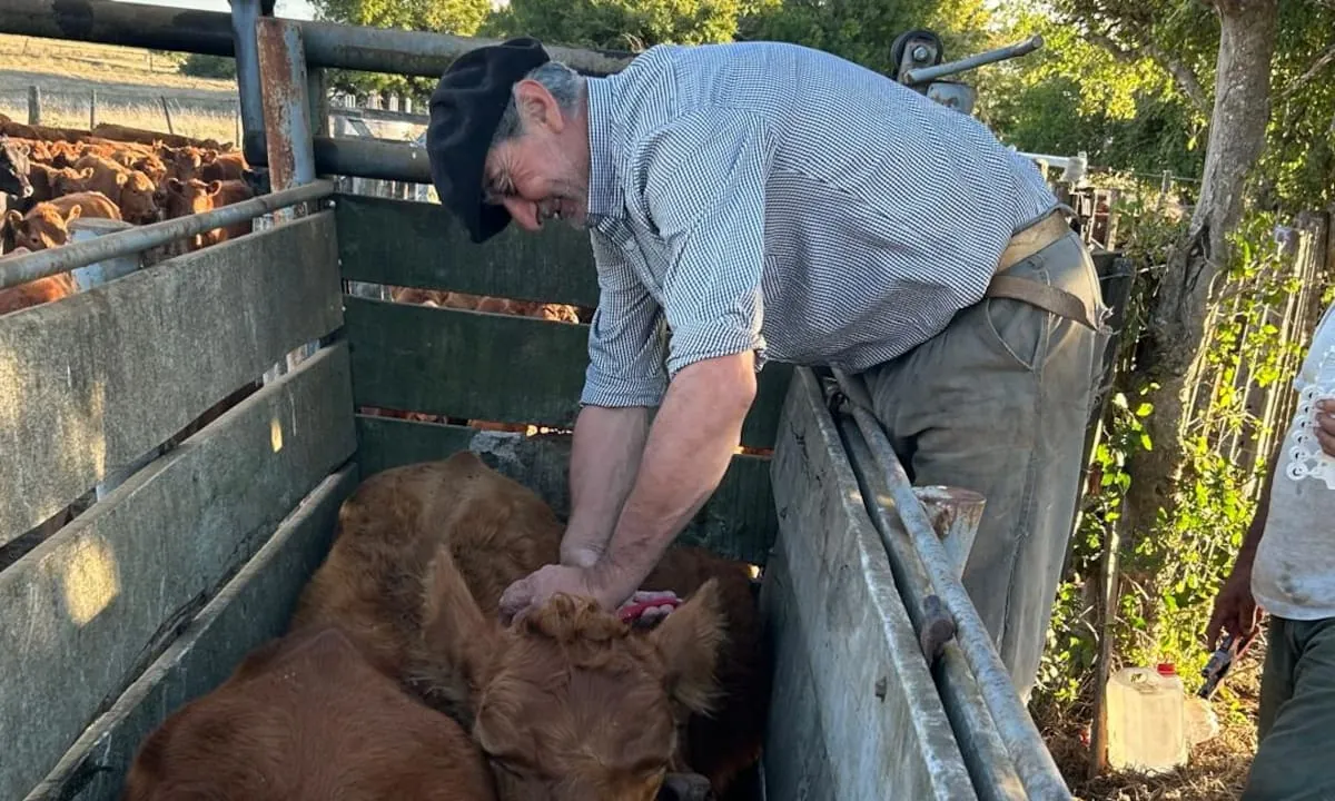 Vacunas bovinas: el Gobierno amplió la flexibilización para productos aprobados en el exterior