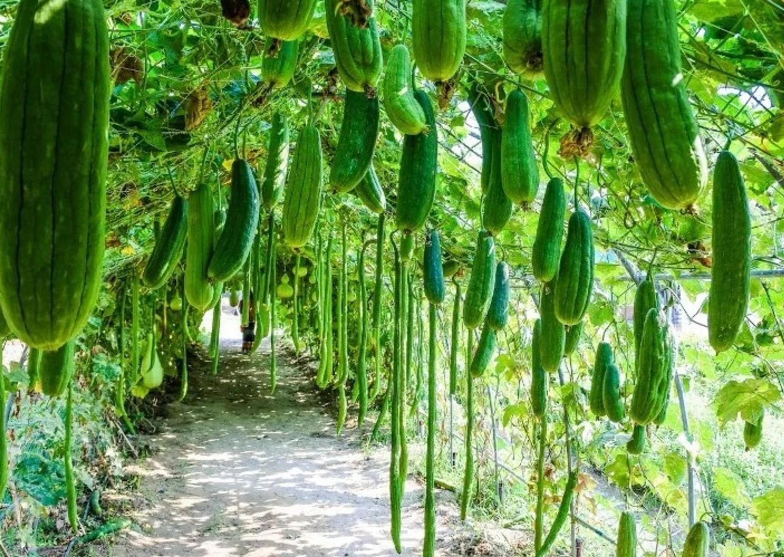 Ni hiedra ni ficus: la trepadora que en 6 meses te regala esponjas naturales (y te cambia el patio)