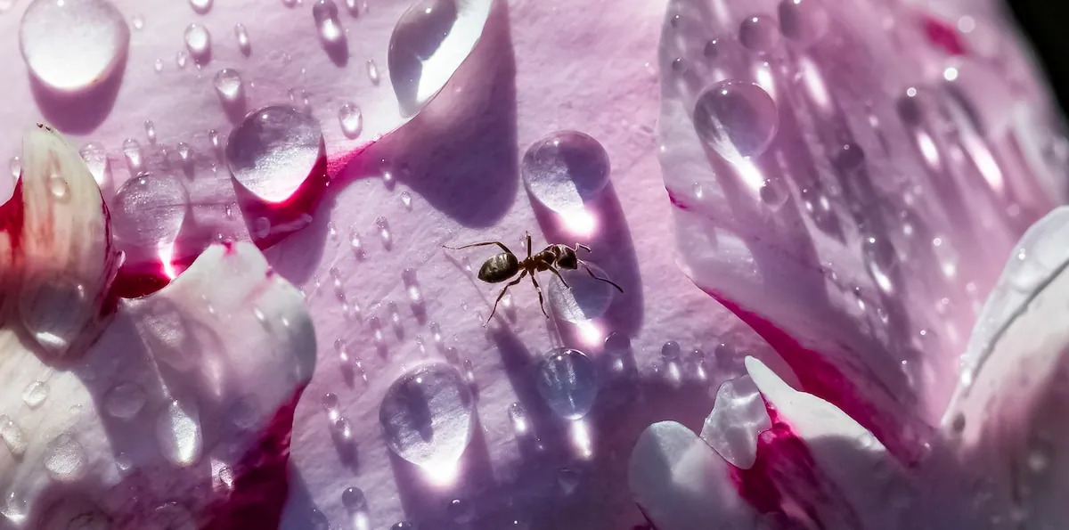 Guardianes de una gota de agua. Hooke, Leeuwenhoek y la fascinación por los primeros microscopios