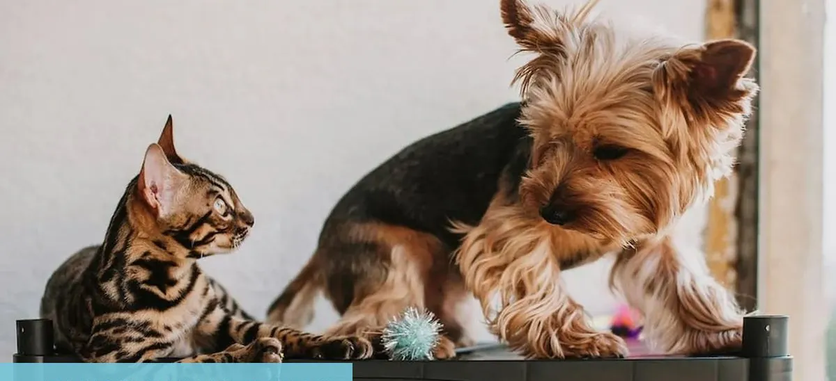 Cuál es el significado oculto de elegir entre perros y gatos según la psicología