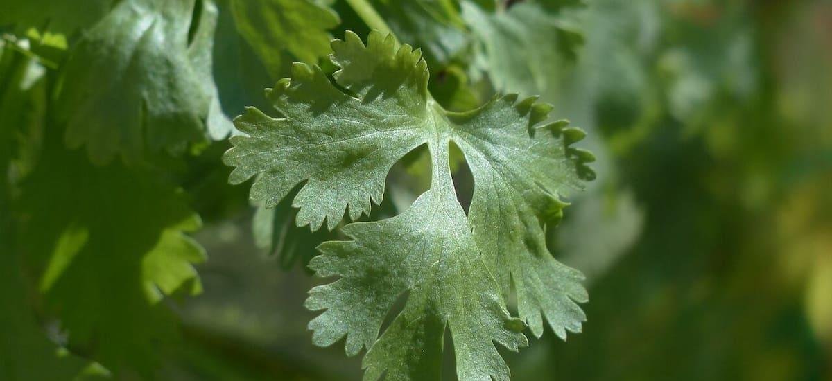 Ritual del dinero: en que parte del cuerpo colocar el perejil para atraer la prosperidad sin trucos