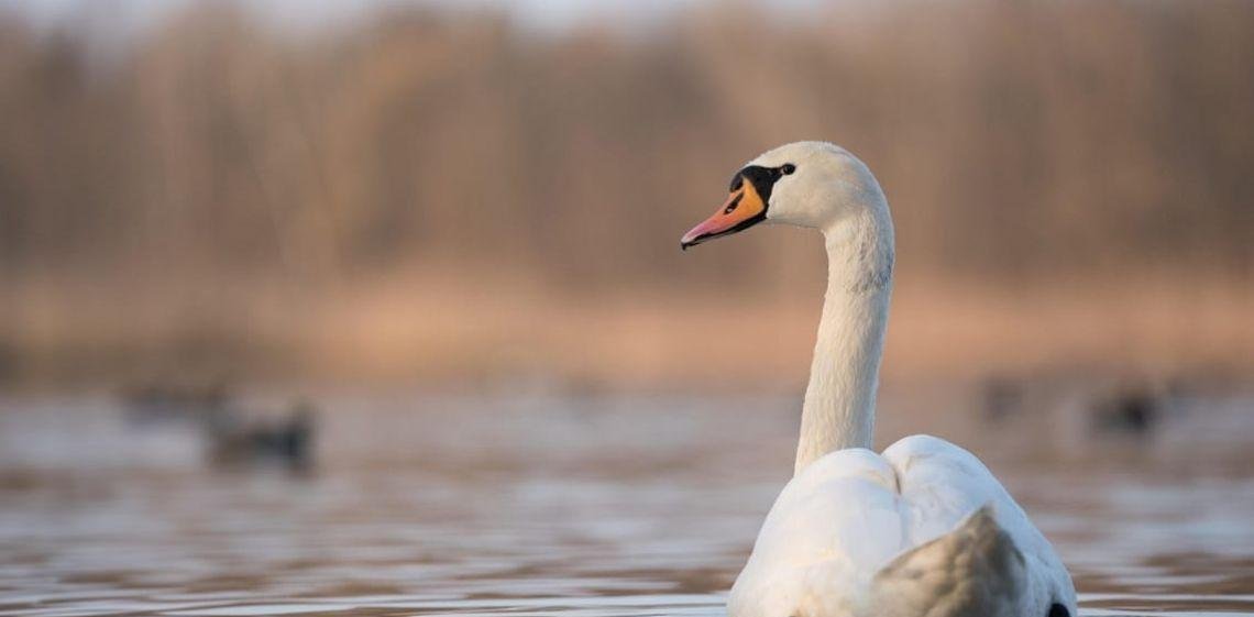 Detectaron un caso de influenza aviar en CABA y Salud reforzó la alerta