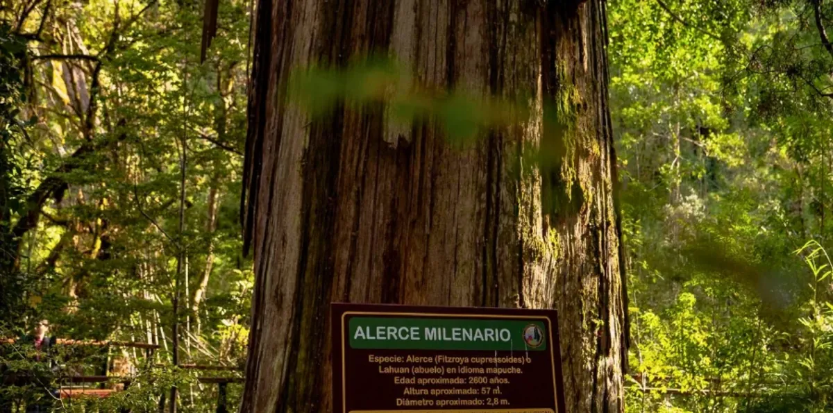 Es el segundo árbol más viejo del mundo y está en Argentina