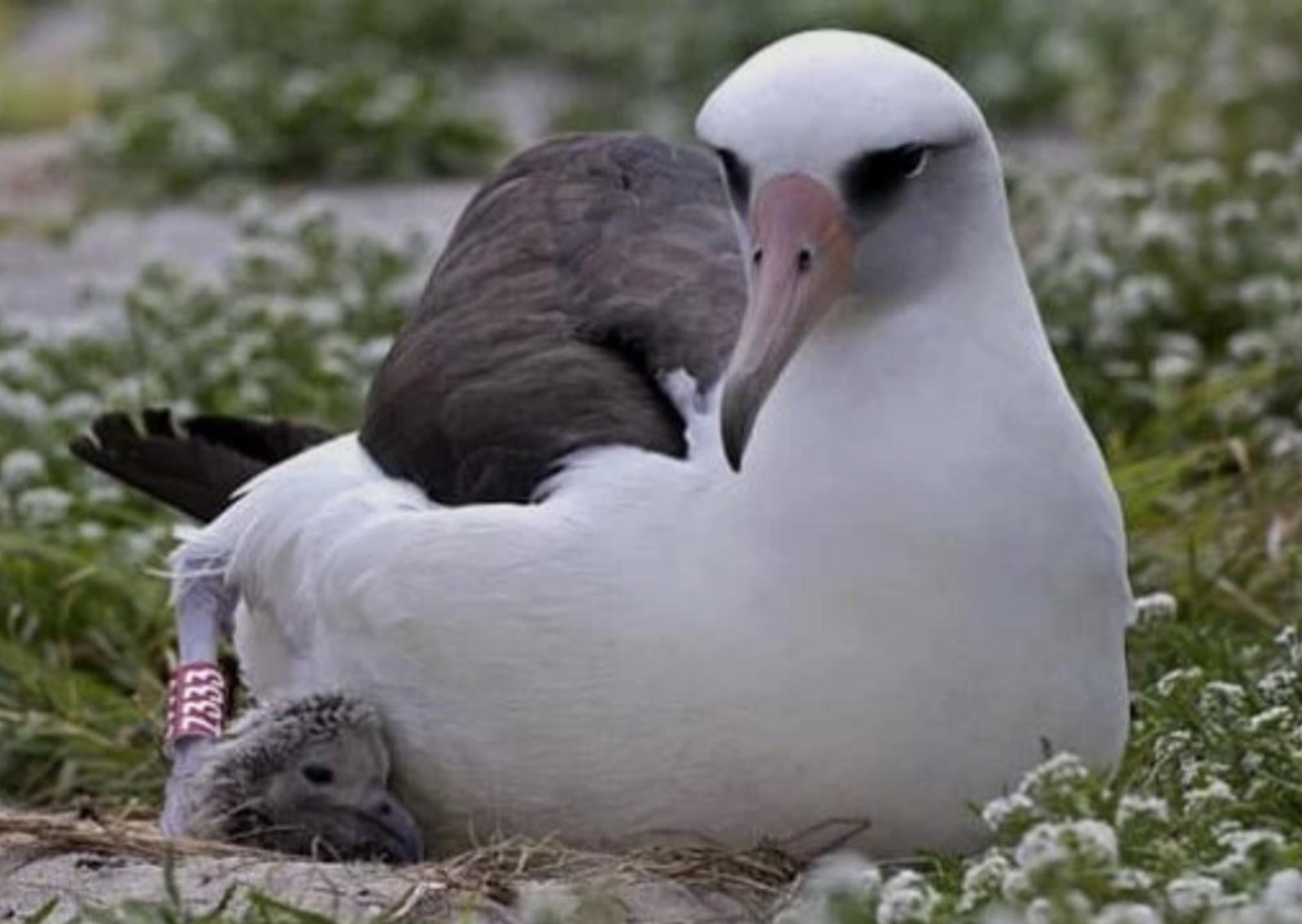 La impactante historia de Wisdom, un ave hembra de 75 años rompió un récord de longevidad y se convirtió en mamá