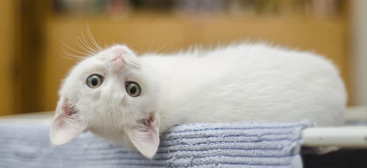 ¿Por qué a los gatos les gusta que los toquemos? Los expertos explican cuáles son las razones - El Cronista