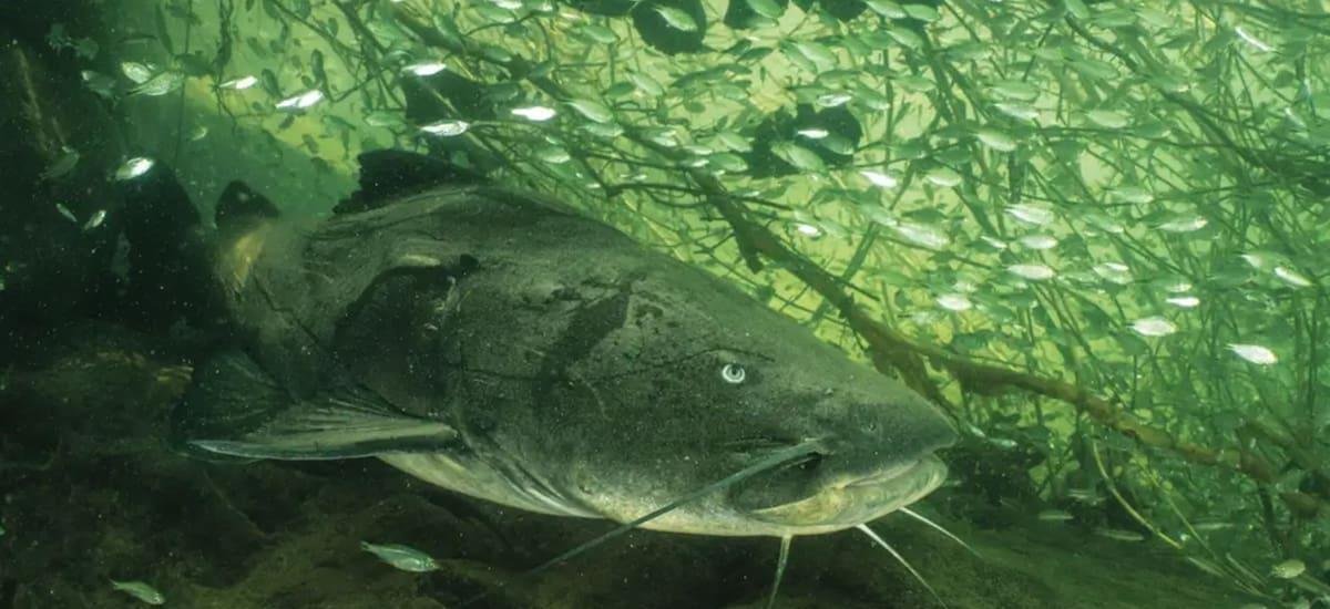 Orgullo argentino: el pez de río más grande del mundo fue hallado en nuestro país