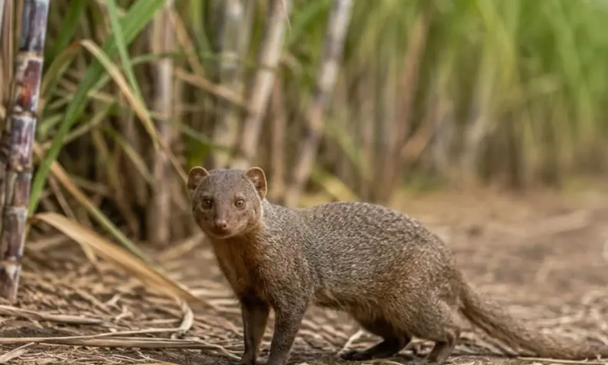 Llevó mangostas para acabar con las ratas de los cañaverales: 150 años después, se encontraron la sorpresa de su vida