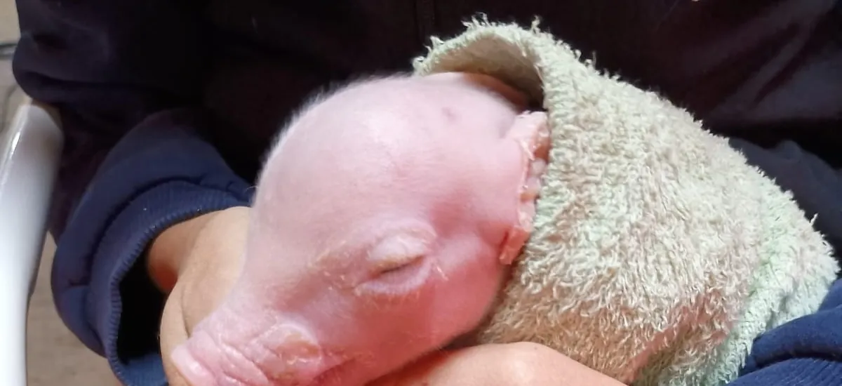 Nació el primer cerdo modificado genéticamente en Argentina para trasplantes de órganos humanos