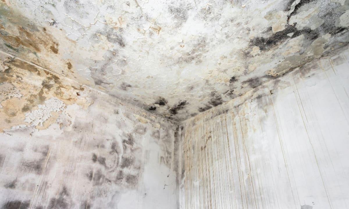 El sencillo método para detectar la humedad en el hogar