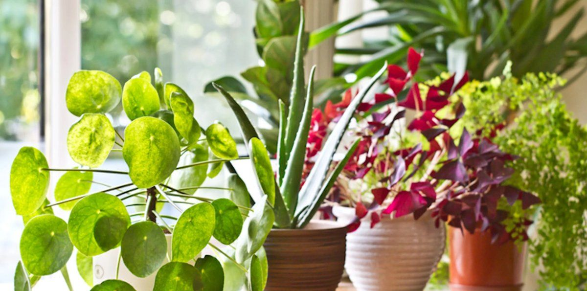 Qué significa tener muchas plantas en la casa, según la psicología