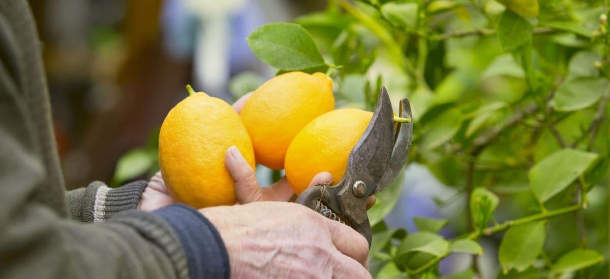 Cómo cultivar tu propio árbol de limón: cada cuánto hay que regarlo y cuándo da los primeros frutos