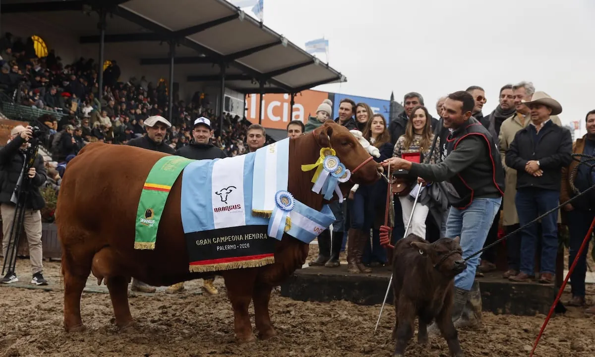 “Extraordinaria”: una vaquillona que se había vendido al 50% en $136 millones se consagró Gran Campeón Hembra Brangus de Palermo