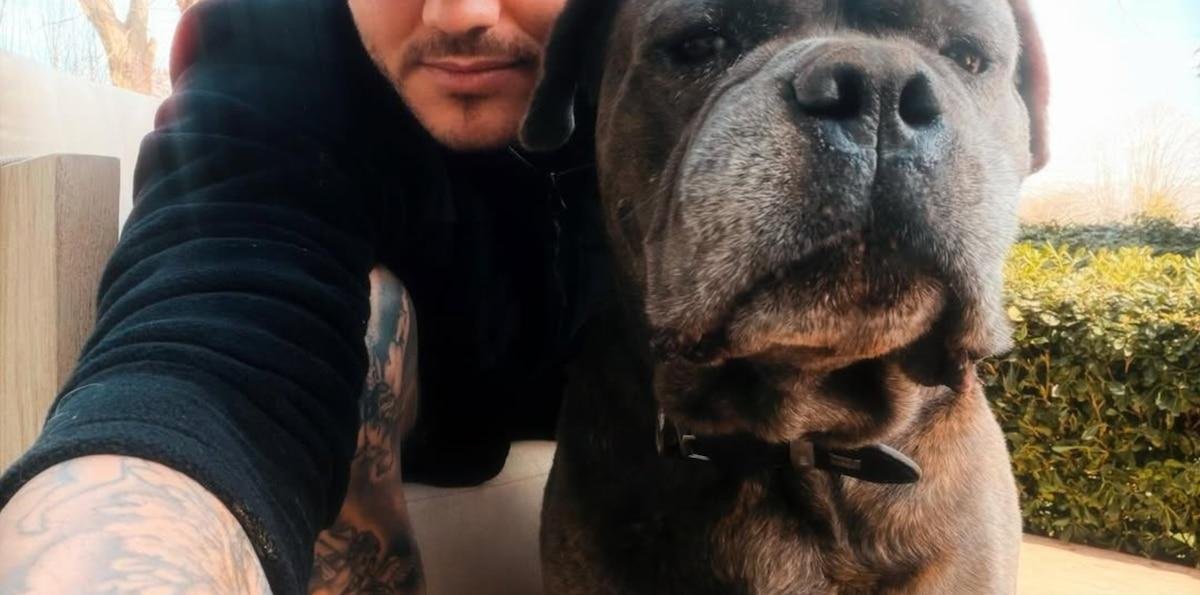 Mauro Icardi compartió una foto con su perro y sorprendió por su tamaño: qué raza es y cuáles son sus características