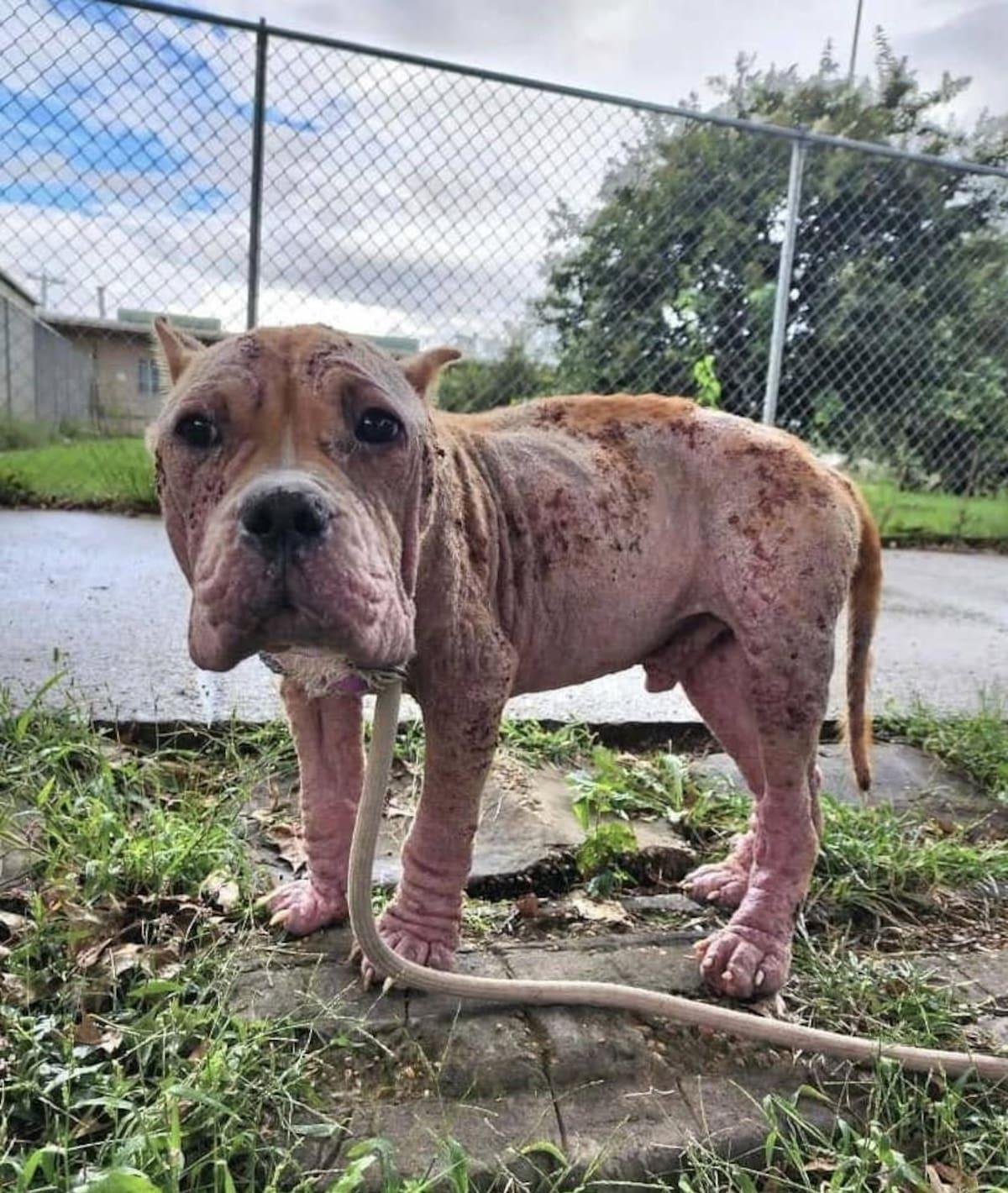 Vagaba por la calle cuando lo encontraron en un estado crítico: “Tenía la piel en carne viva”