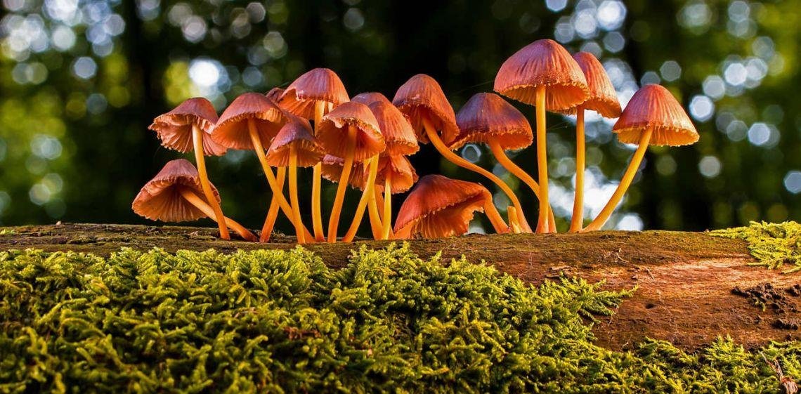 Hongos, la fascinante red neuronal de la Tierra
