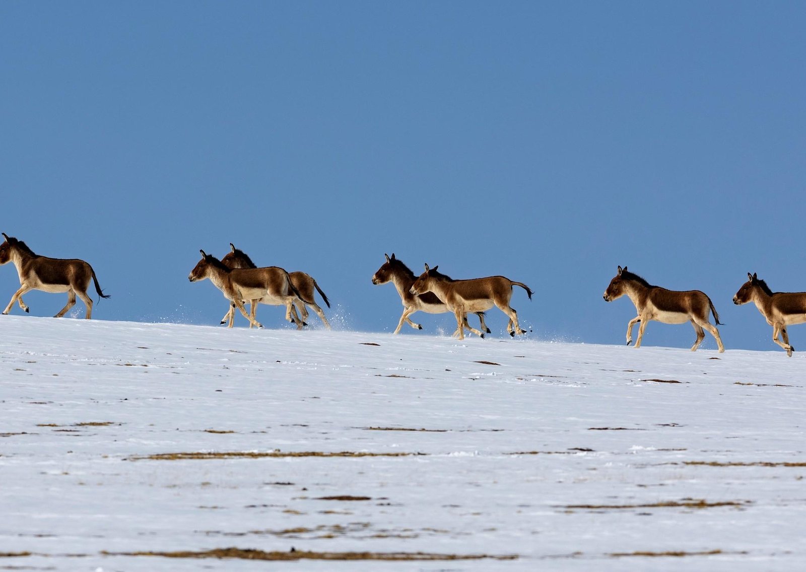 Australia mata miles de burros salvajes, pero después descubren que pueden salvar el desierto, crear agua, restaurar el suelo y proteger granjas
