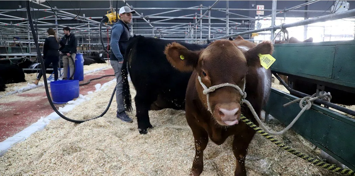 El SENASA fija nuevas reglas para tambos que exportan a Europa y libera la elección del veterinario para vacunar el ganado