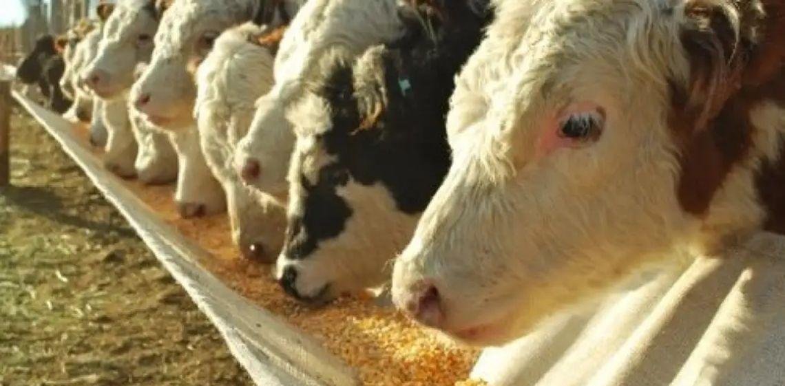 Andrés Costamagna sobre el boom ganadero: “Los feedlots están llenos y trabajan a máxima capacidad”