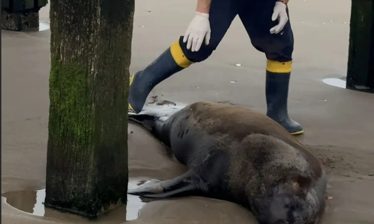 Balearon a un lobo marino en Santa Teresita: murió por una infección días después
