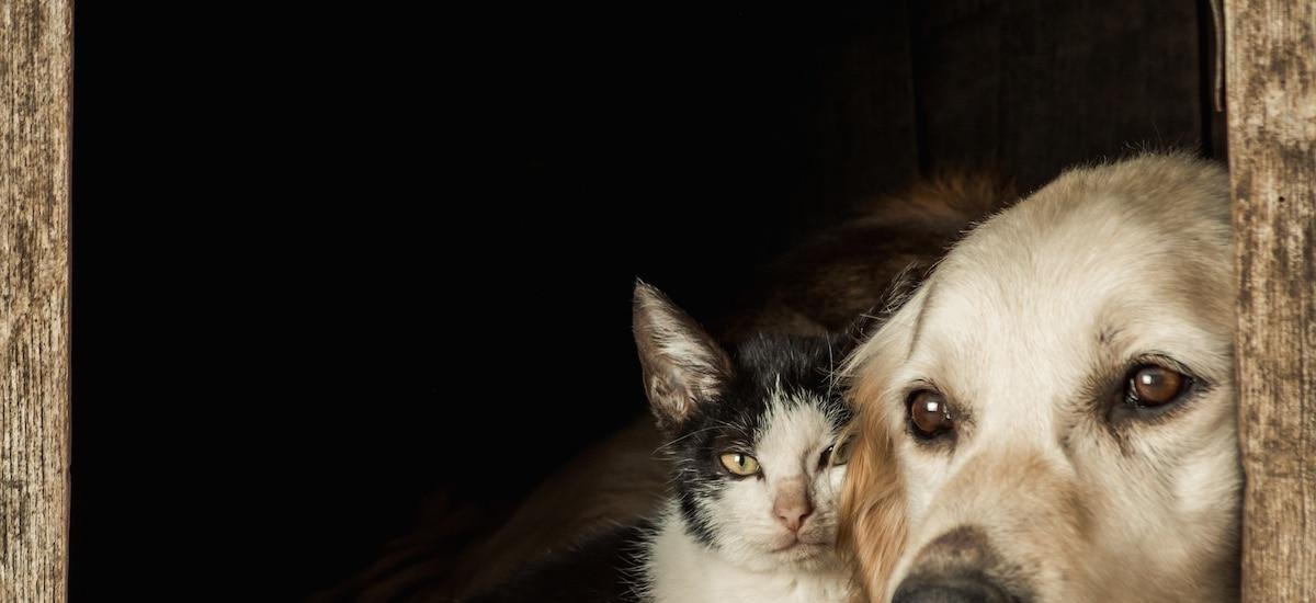 Cómo saber si tu perro o gato están entrando en la vejez: síntomas, comportamientos más habituales y cómo prevenirlos