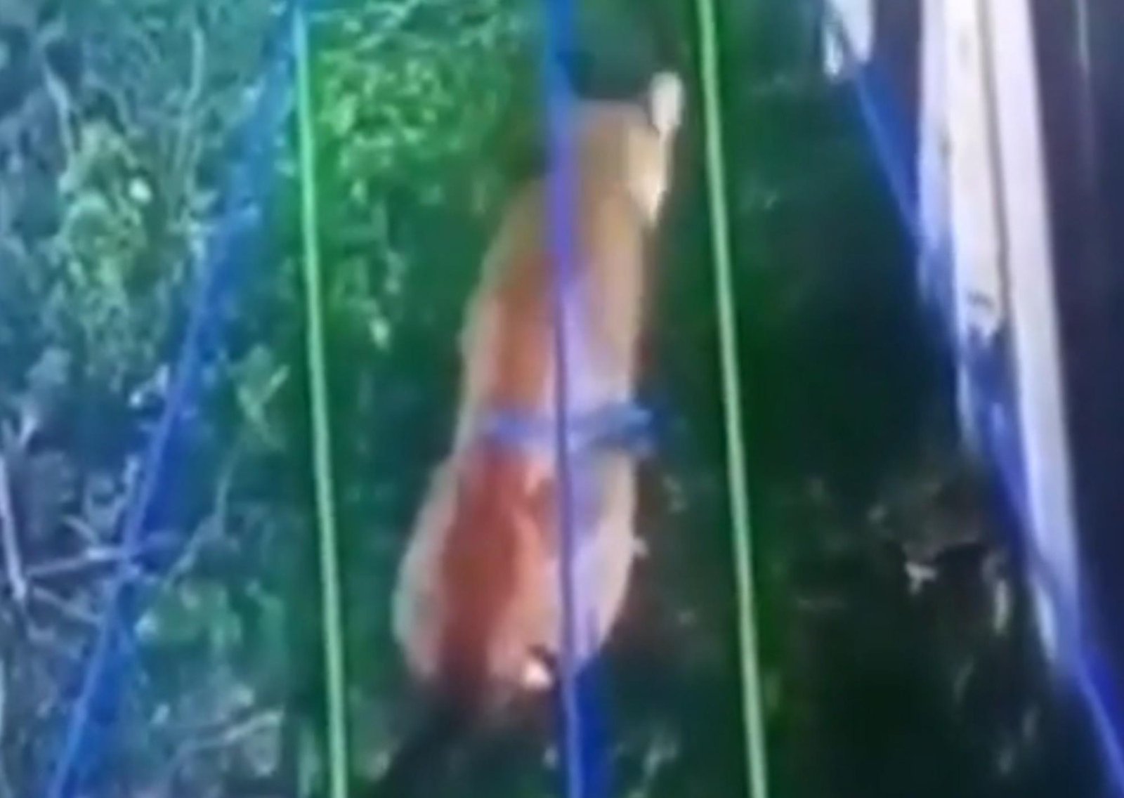 Un puma anda suelto en Hudson y causa temor en un barrio privado