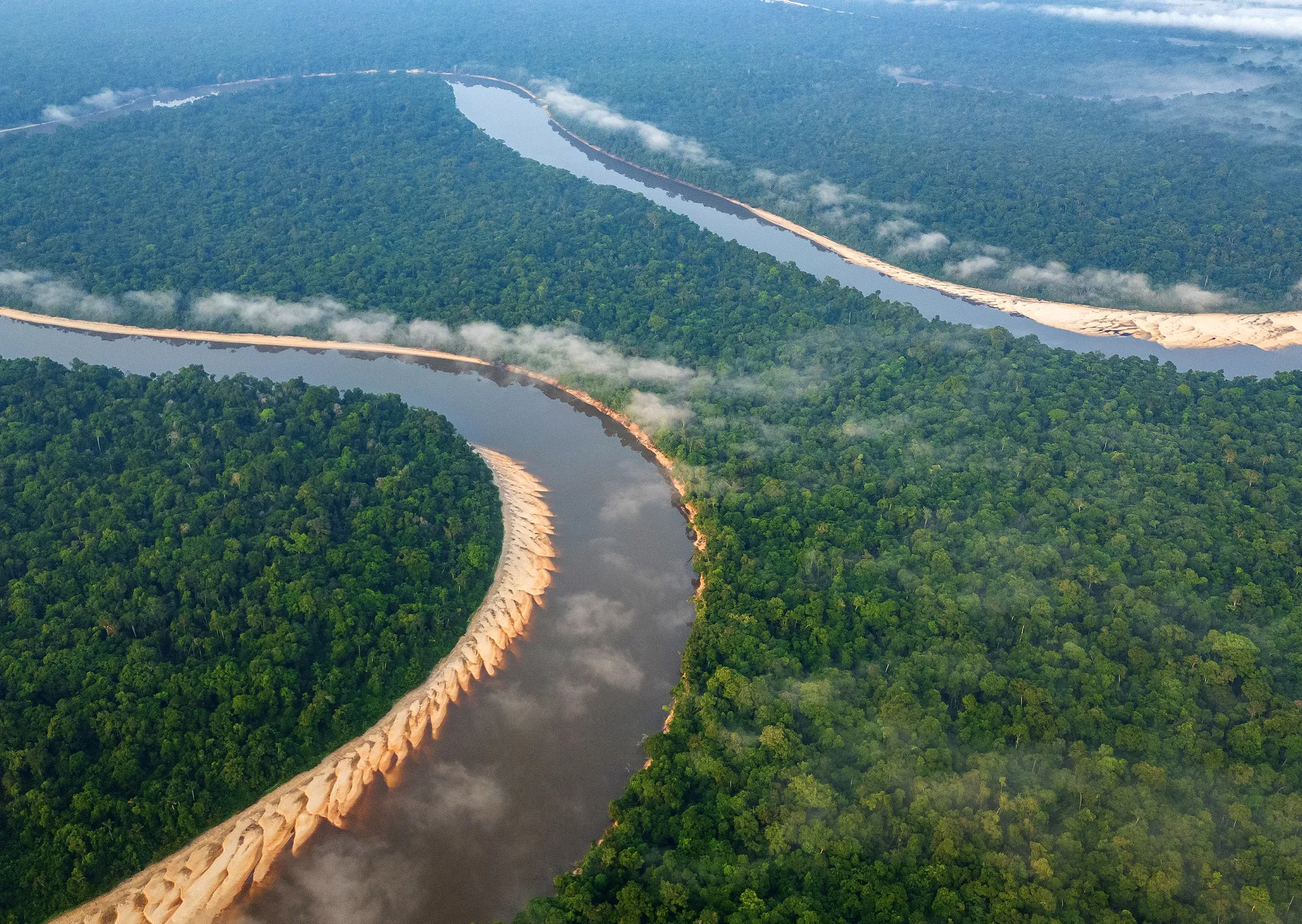 Preocupante hallazgo: un estudio reveló lo que pasa con los bosques amazónicos quemados y empeora los pronósticos de regeneración
