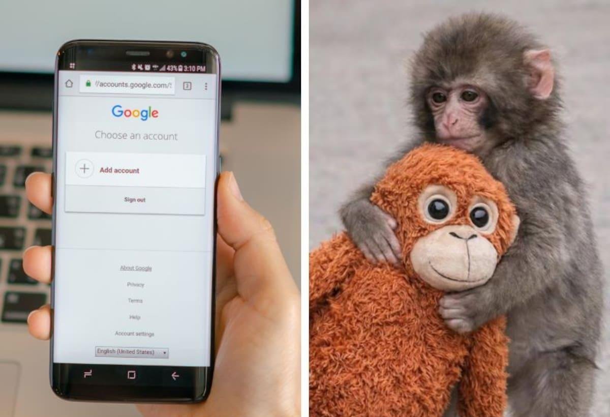 La divertida acción de Google cuando se escribe en el buscador “punch the monkey”