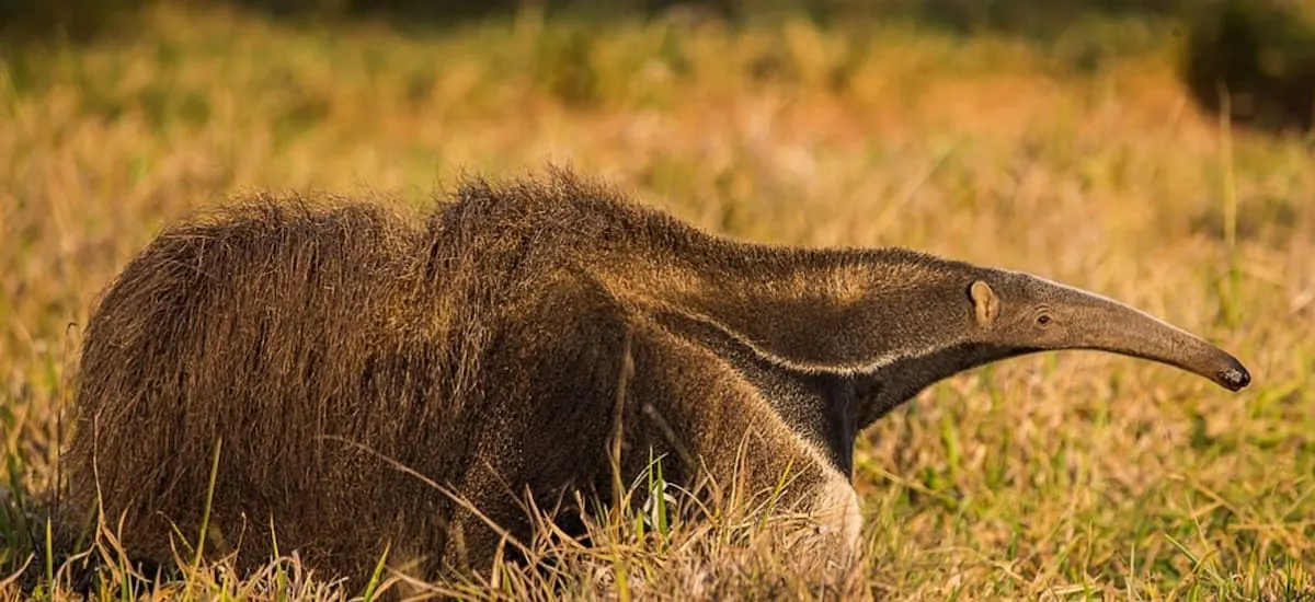 Argentina hace historia con el regreso de un mamífero en peligro de extinción: llevan años luchando por su reintroducción