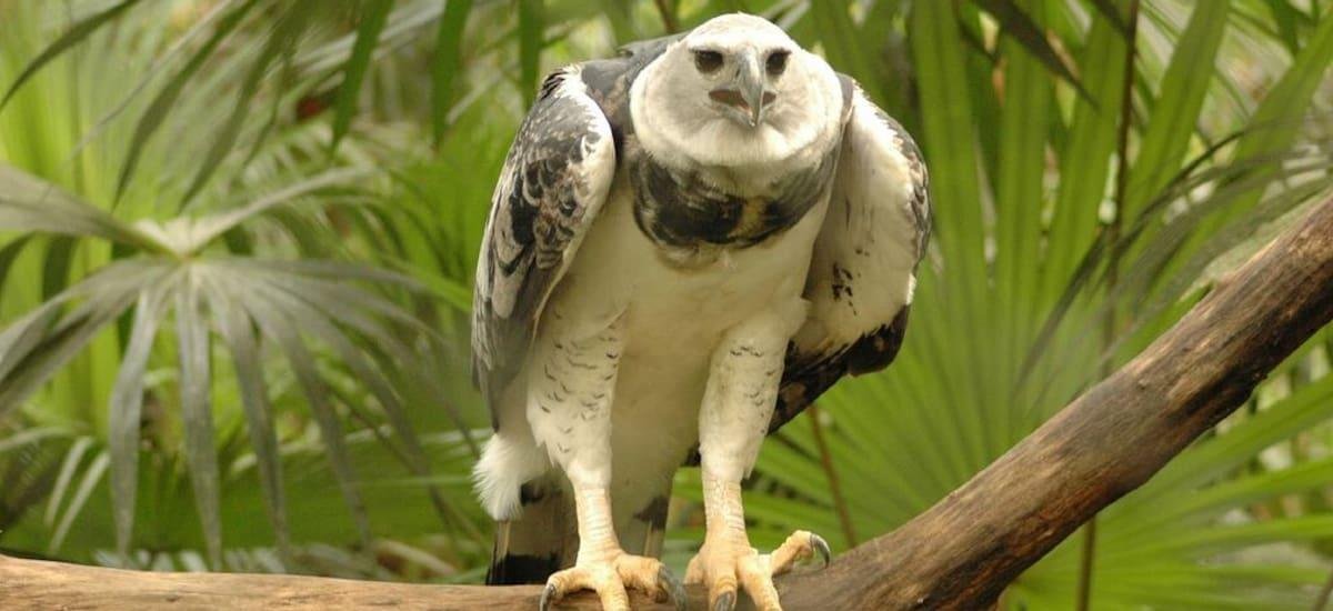 Observaron a una de las aves más fuertes de Sudamérica: no era vista desde hace 20 años