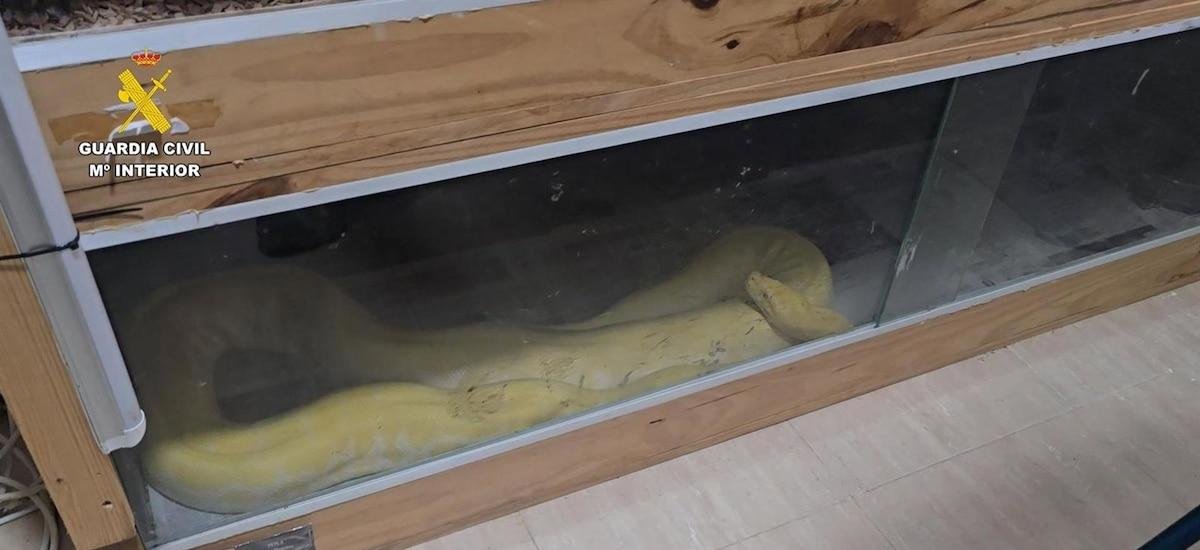 Piden 5 años de cárcel para una pareja por tener una boa, una pitón y una cobra india en su piso de Roquetas (Almería)