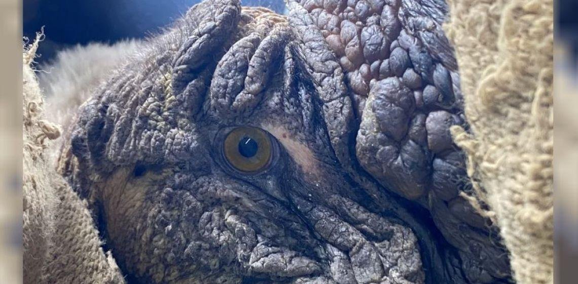 Rescatan a un cóndor andino herido en San Luis: investigan si fue víctima de un disparo