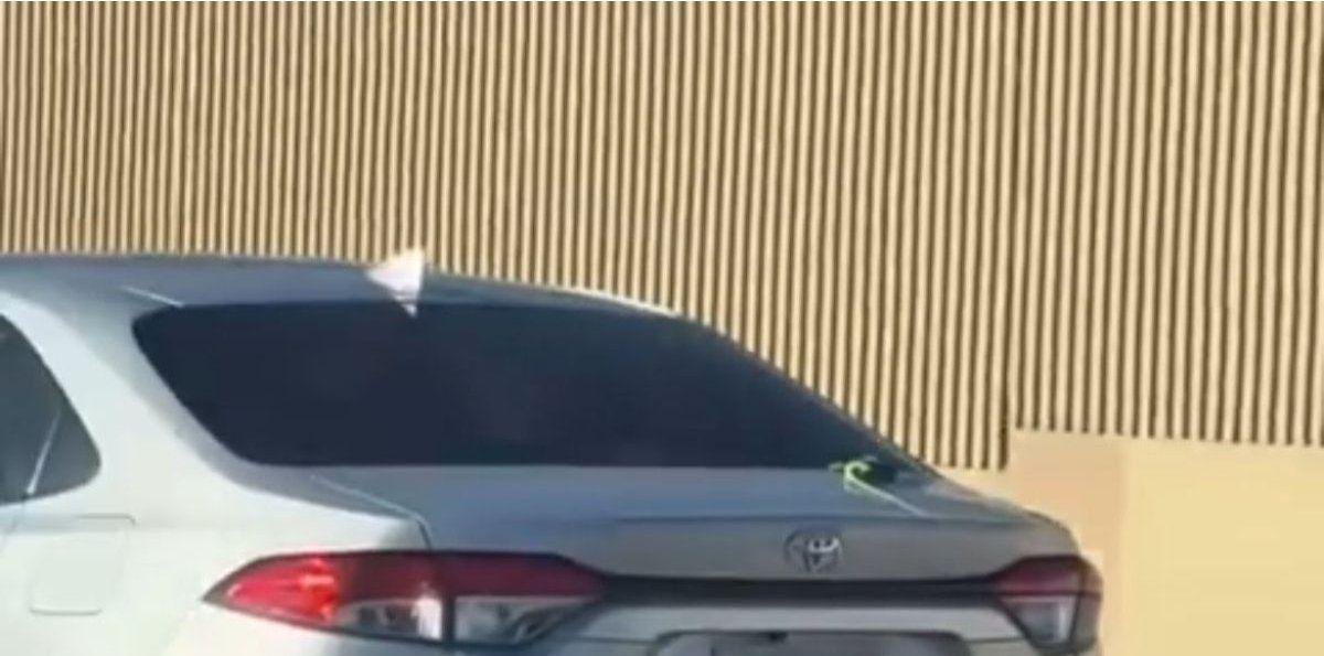 Ola de frío en Florida hace caer iguanas “congeladas” de los árboles