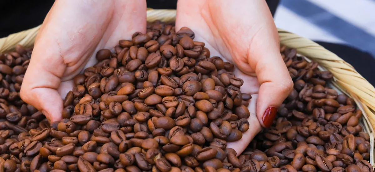 Las exportaciones de café salvadoreño crecen casi un 30 % en volumen y más del 70 % en valor durante el ciclo 2025/26