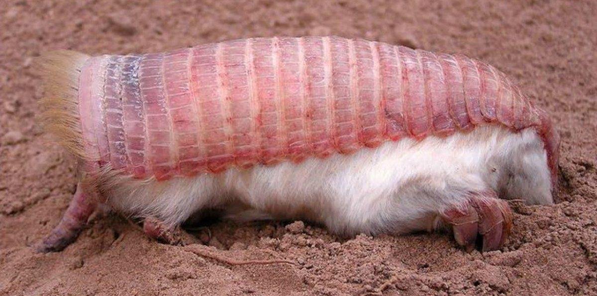 Reaparece el “Hada Rosa”, más conocido como Pichiciego, en Ñacuñán: un hallazgo clave para la conservación en Mendoza
