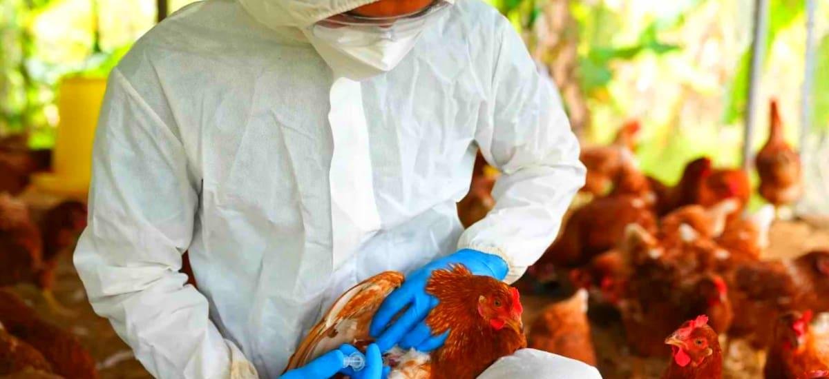 Gobierno restringe importaciones de aves de Argentina tras nuevos focos de gripe aviar