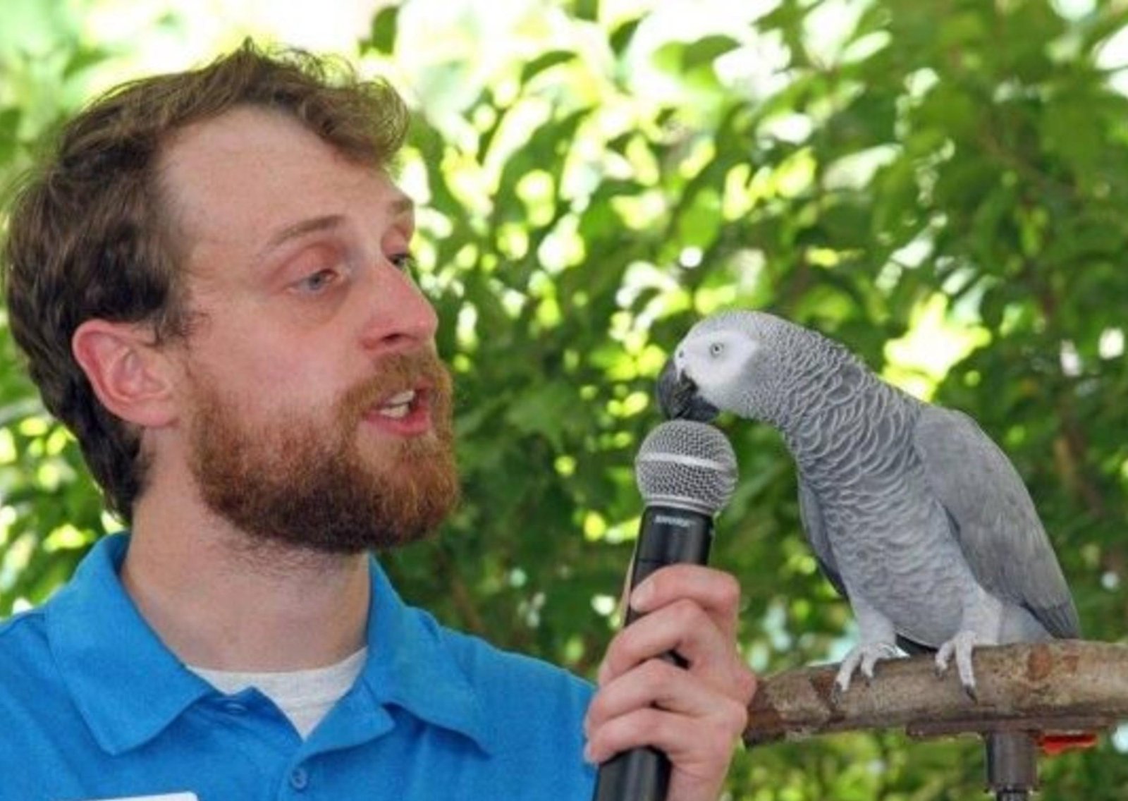 Quién era Einstein, la célebre lora africana reconocida por su inteligencia y carisma