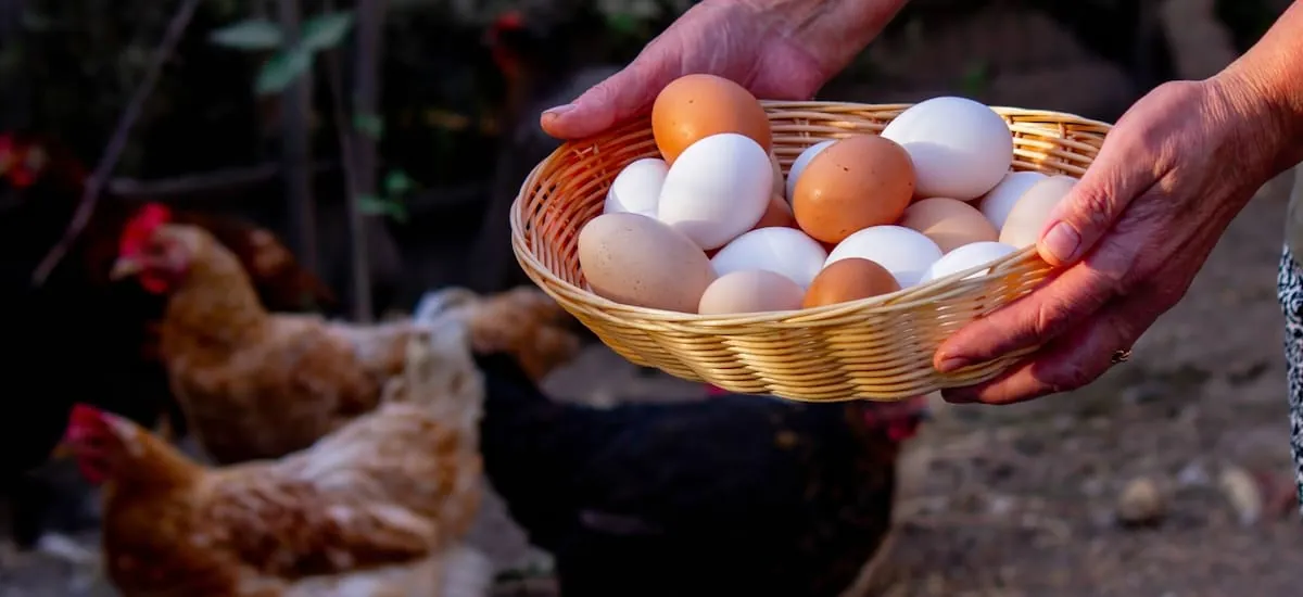 Orgullo nacional: productores duplicaron la producción en su campo con una idea 100% argentina