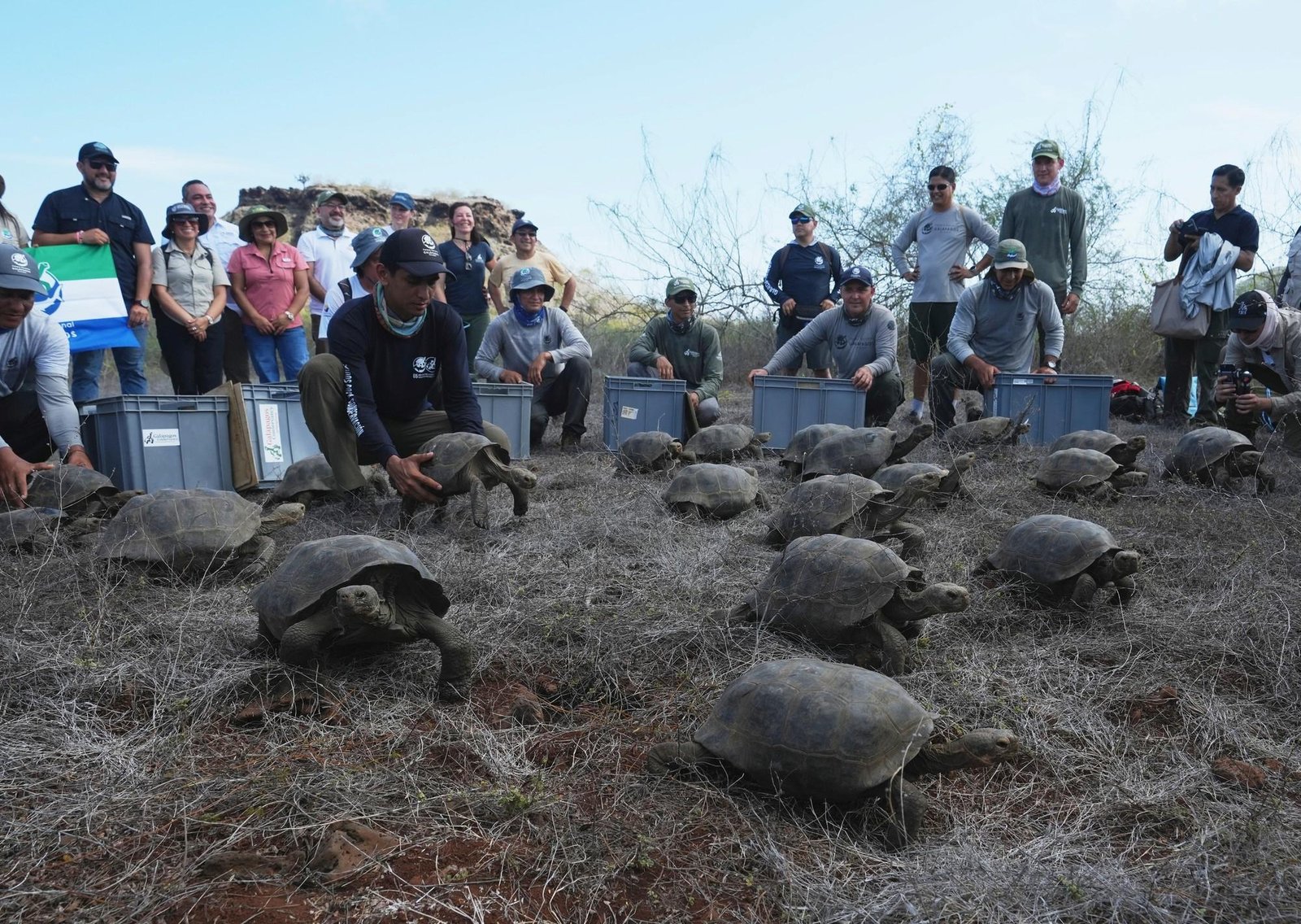 Las tortugas gigantes regresan a su hogar en Galápagos tras 175 años gracias a un ambicioso proyecto científico liderado por un estadounidense