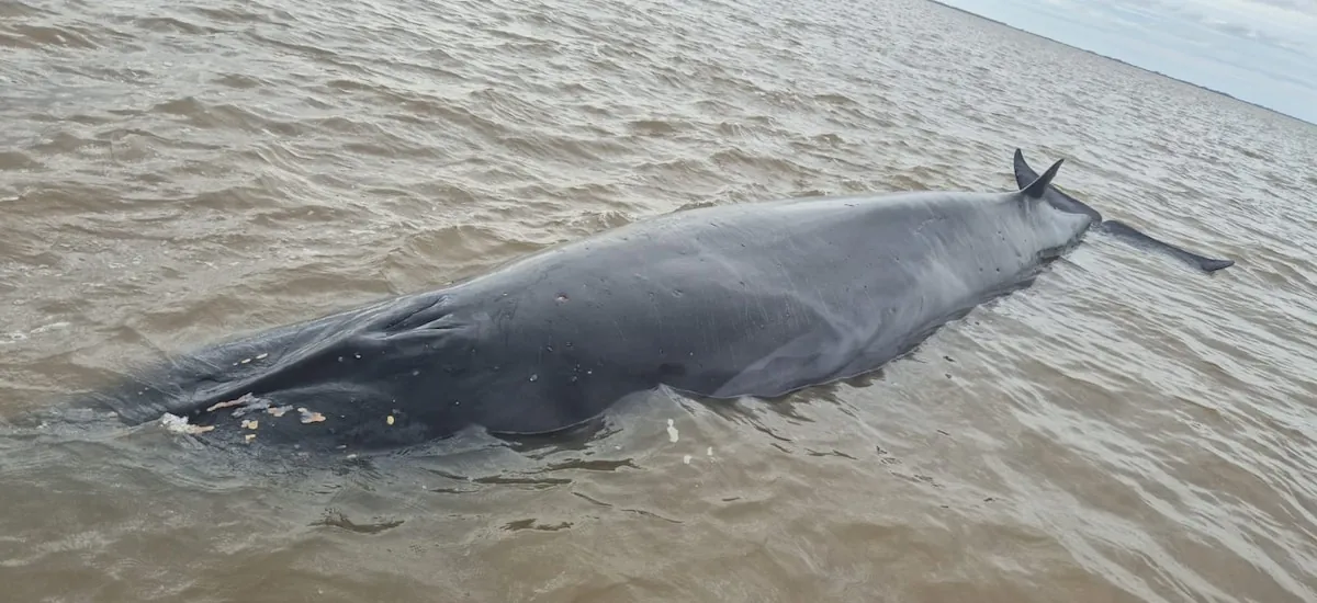 Desplegaron un operativo en San Isidro para rescatar a una ballena que quedó encallada en el Río de la Plata
