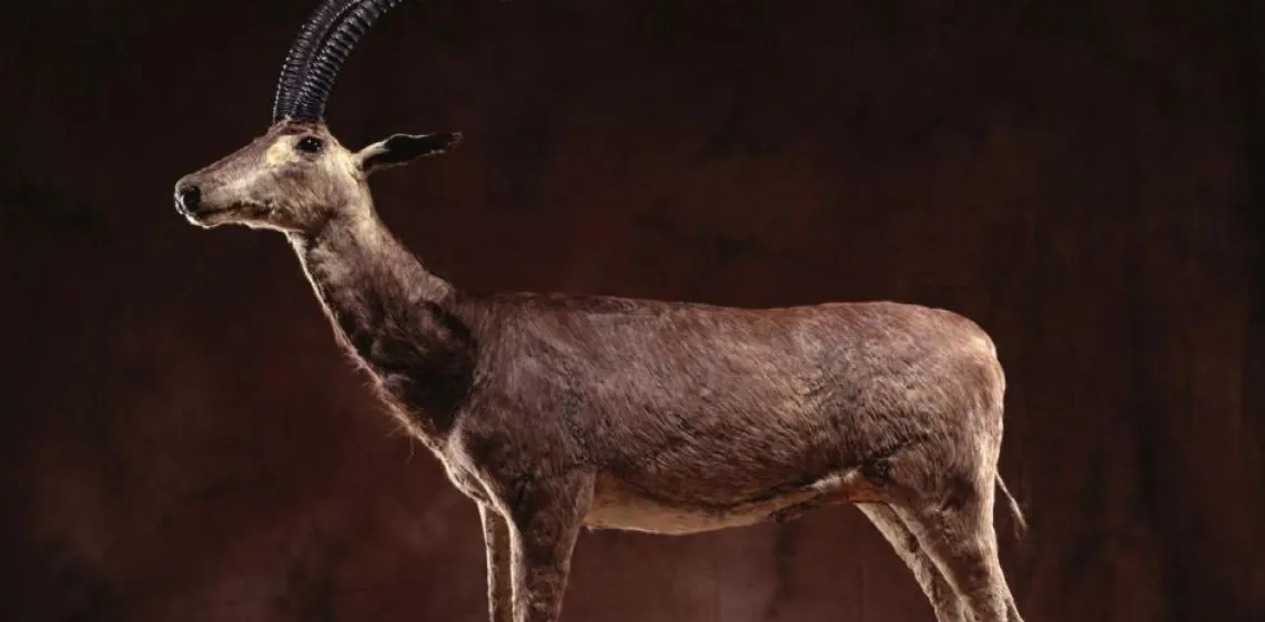 Ciencia y conservación: el plan para “resucitar” al bluebuck, el antílope extinguido hace 230 años