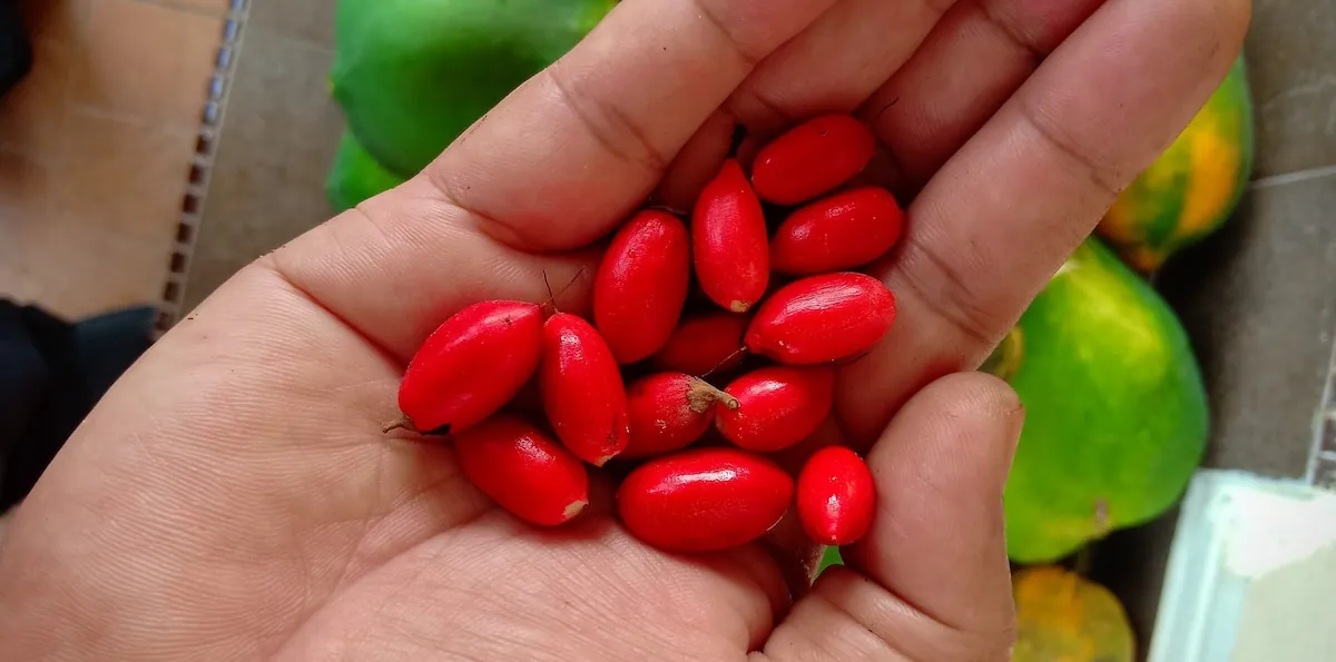 La fruta milagrosa: el alimento que vuelve dulce lo ácido y despierta interés científico por su efecto contra el ácido úrico