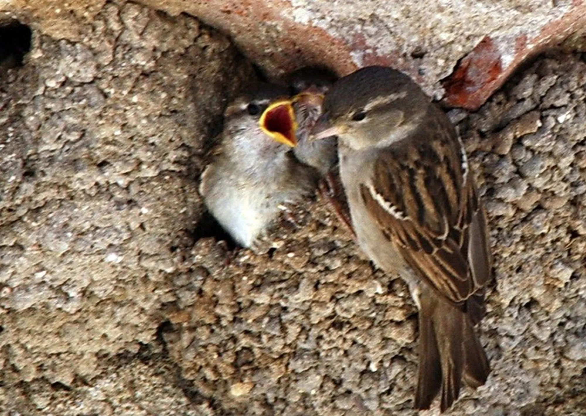 Si un gorrión hace un nido en tu casa, esto es lo que significa