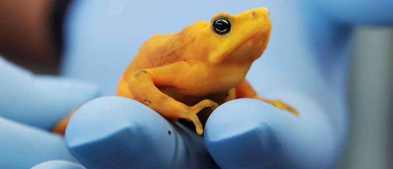 La rana dorada, que estaba extinta por un hongo, vuelve a la naturaleza